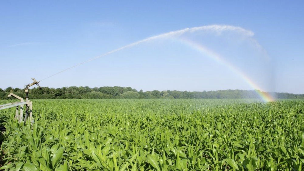 Illustration irrigation champ